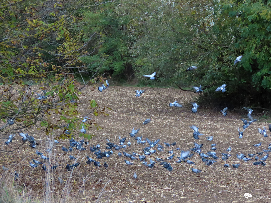 Leereszkedtek a learatott kukoricaföldre