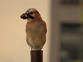 Nézd! Gesztenyét találtam!