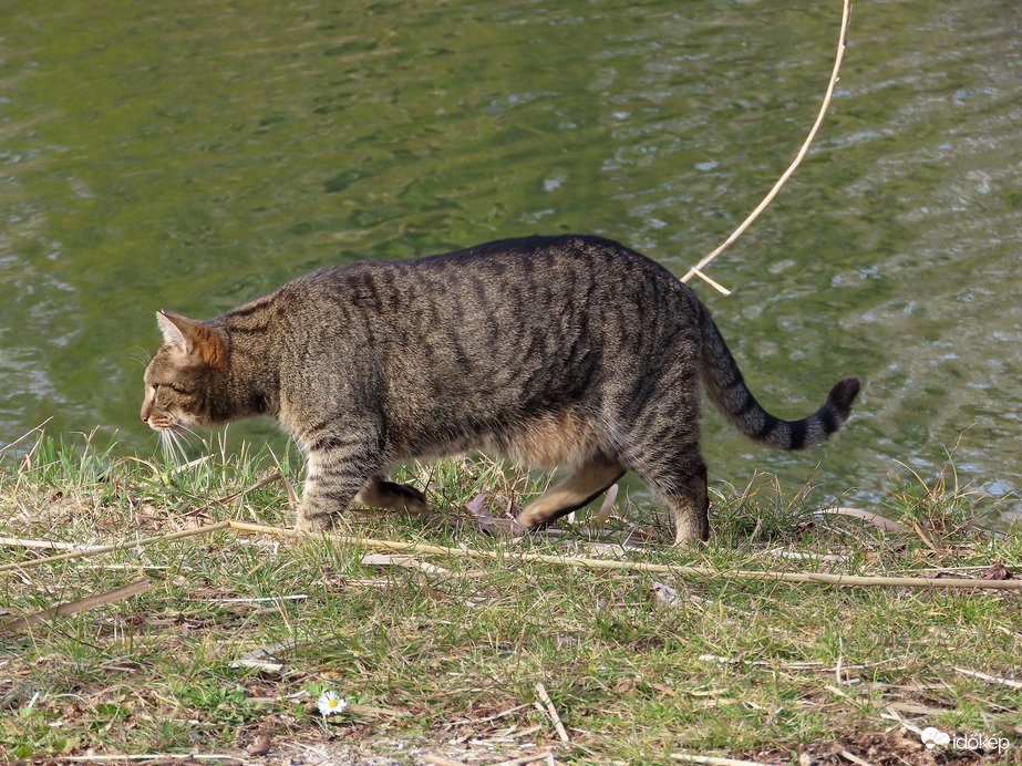 Egérvadászat a tóparton