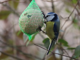 Madarak a Csónakázó-tó szigetén