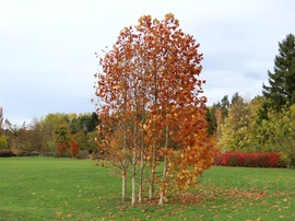 Az "ötösikrek" mai ruhája