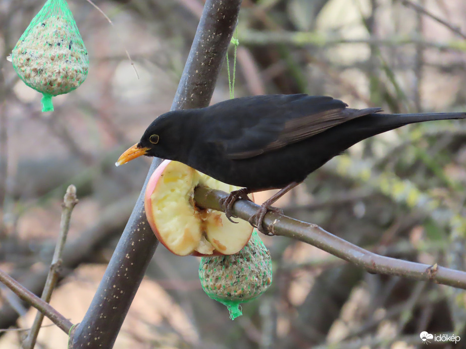 Madarak a Csónakázó-tó szigetén