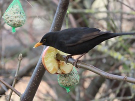 Madarak a Csónakázó-tó szigetén