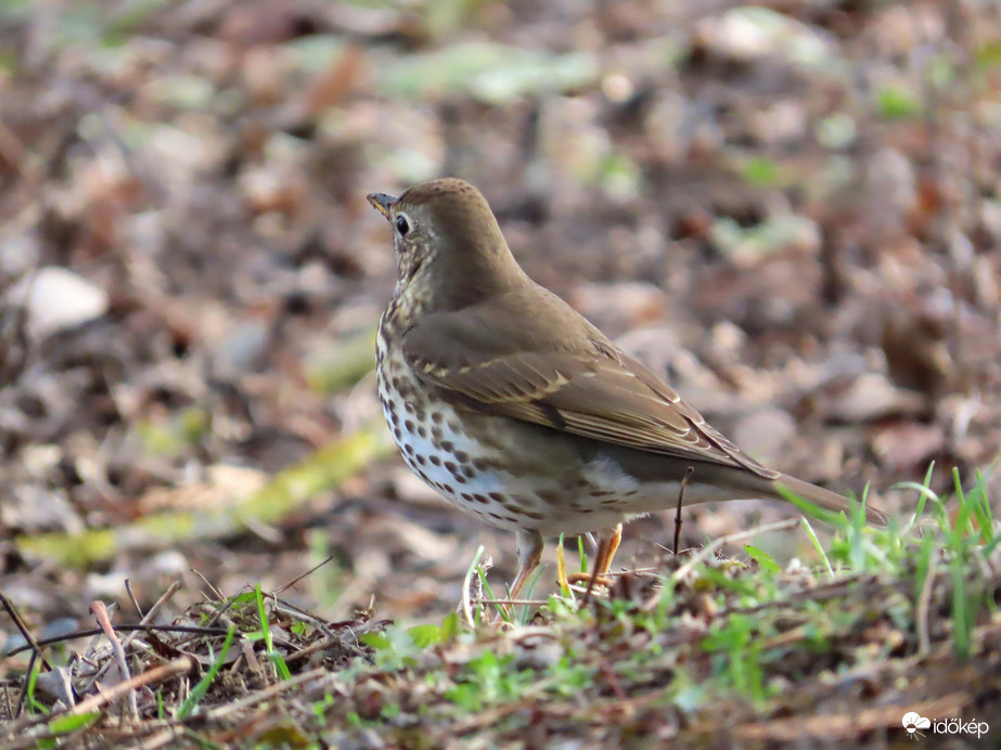 Madarak a Csónakázó-tó szigetén