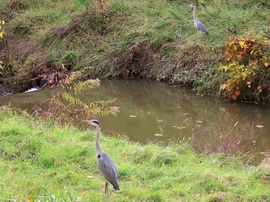 Gémek a patakparton