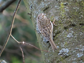 Madarak a Csónakázó-tó szigetén