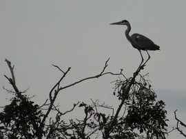 Egyikük felrepült egy fára