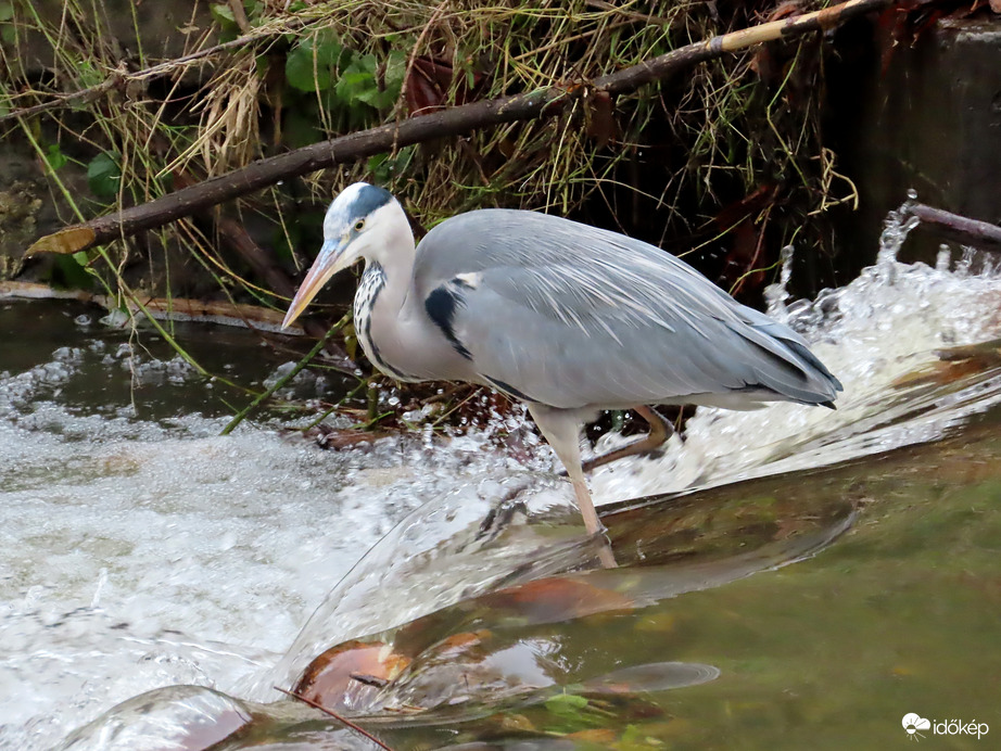 Még egy lépés, de nem sikerült elkapni!