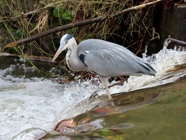 Még egy lépés, de nem sikerült elkapni!