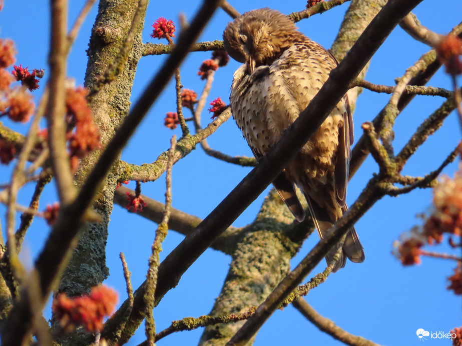 Tollászkodó Léprigó