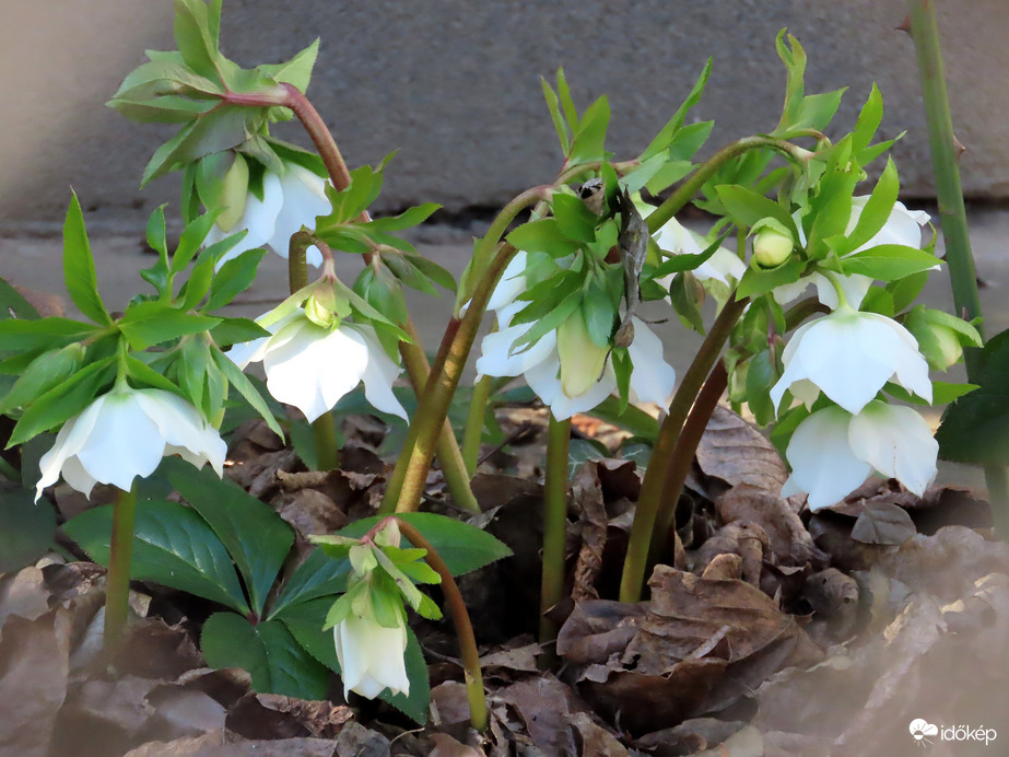 Bekukkantottam egy kertbe