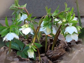 Bekukkantottam egy kertbe