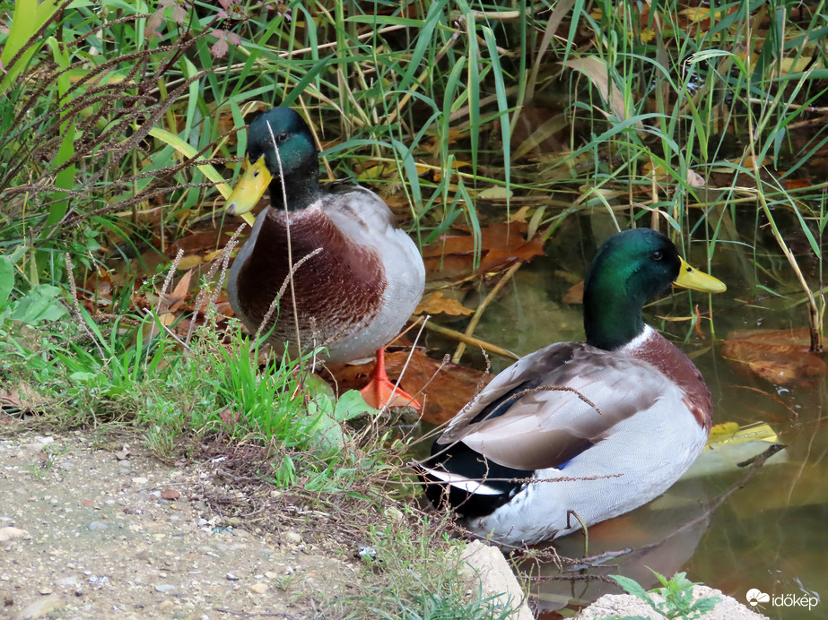 Pihenő partközelben!