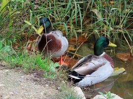 Pihenő partközelben!