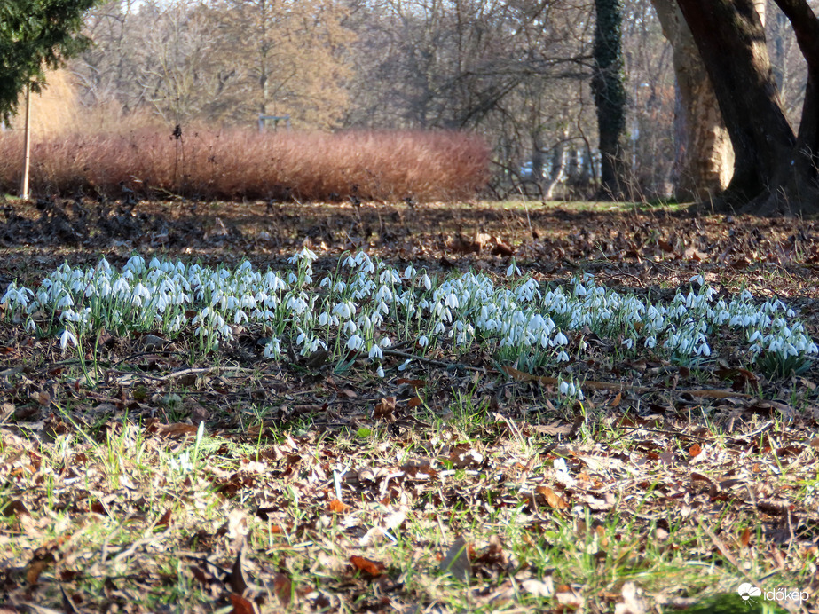 A sziget hóvirágai