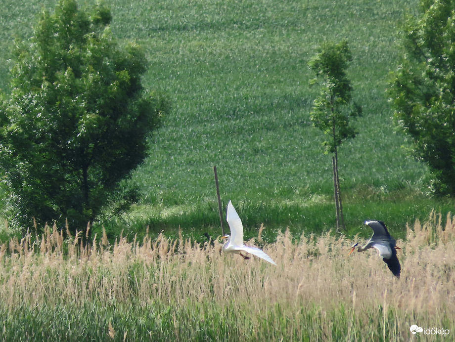 Hess a területemről!