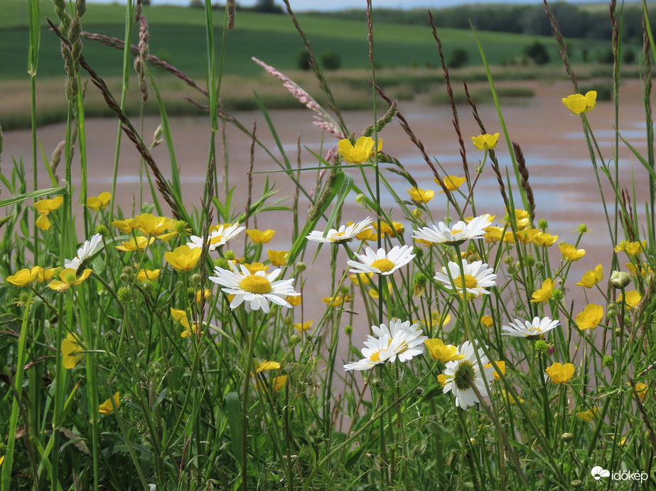 Vadvirágok a vízparton