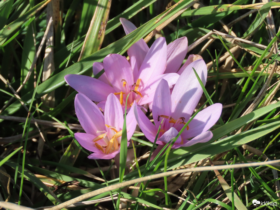 A dozmati víztározó környékének növény-és rovarvilága: Őszi kikerics