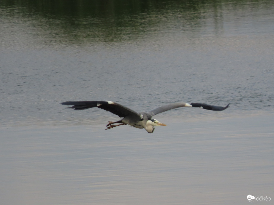 Szárnyalás a víz felett