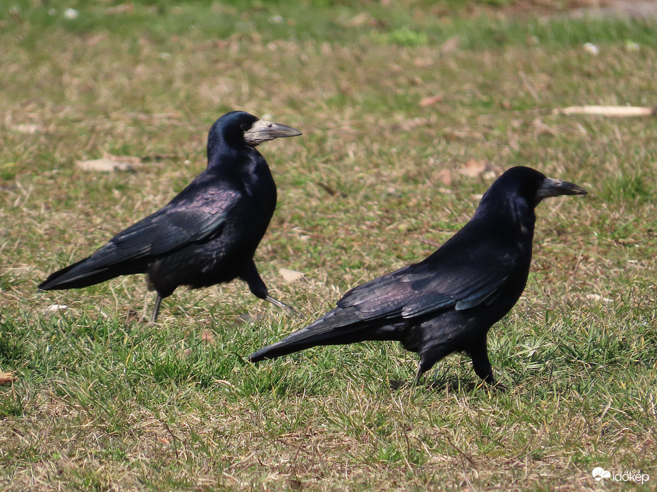 Futóverseny varjú módra
