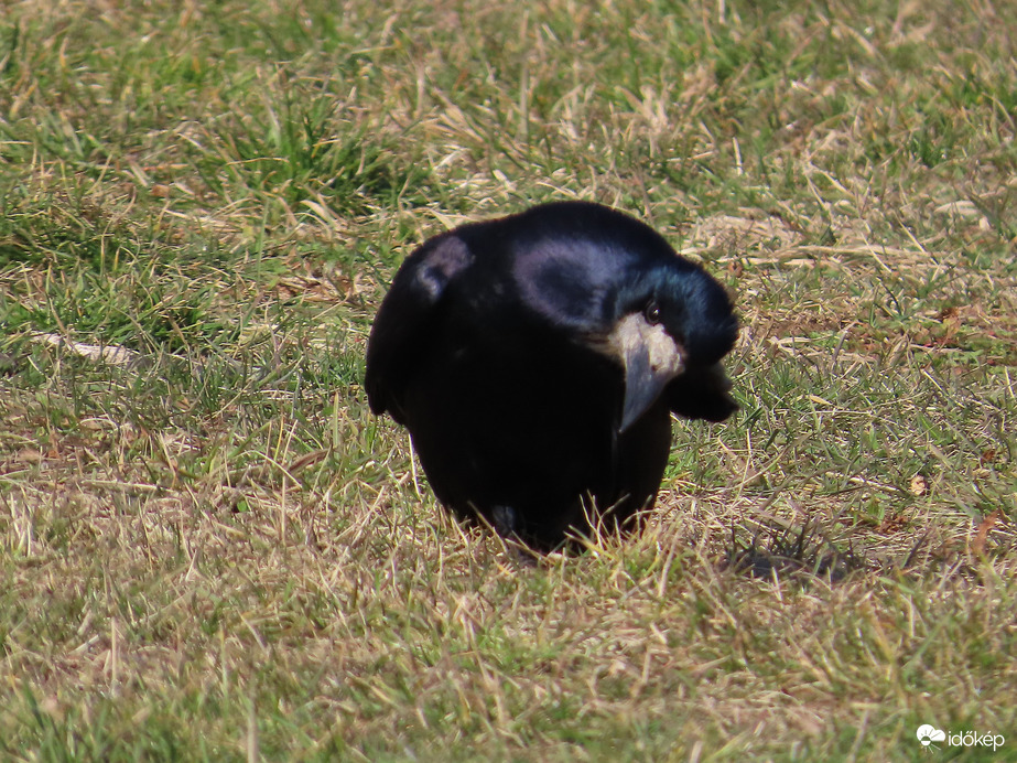 Fejet hajtok előtted