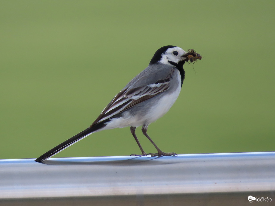Több nem fér a csőrömbe!