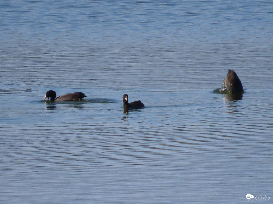 Madarak a dozmati víztározónál: Szárcsák