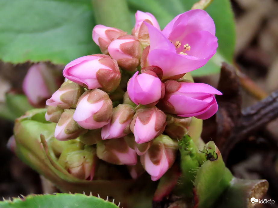 A lakótelep virágai: Bőrlevél