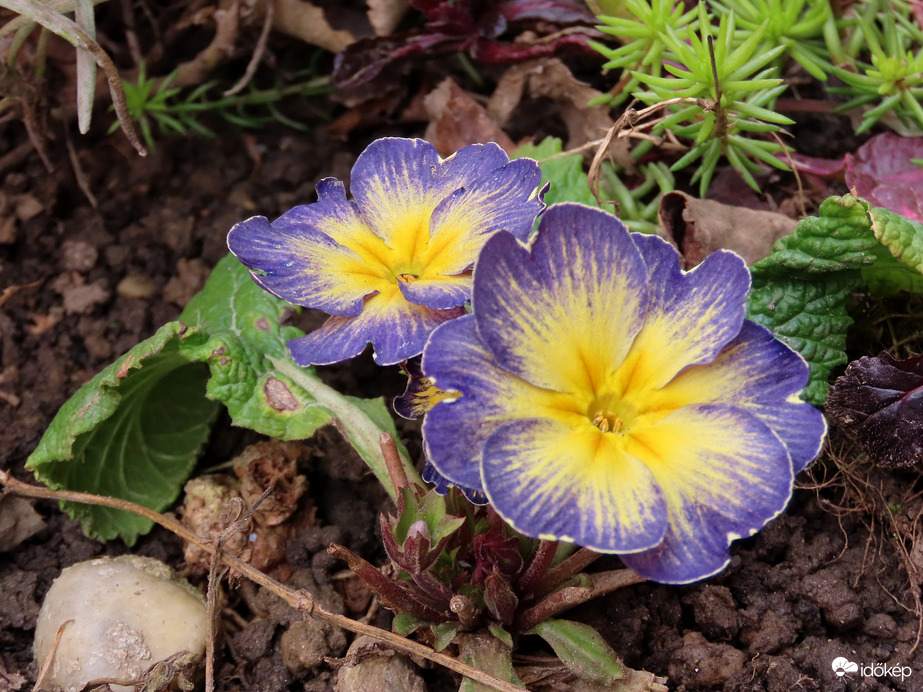 A lakótelep virágai: Primula