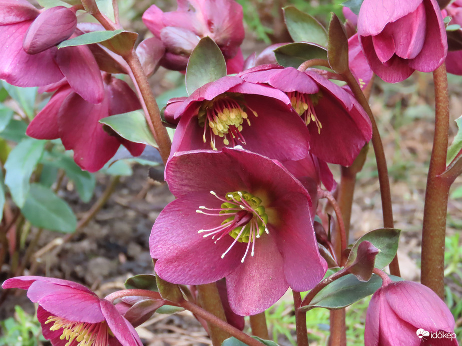 A lakótelep virágai: Hunyor