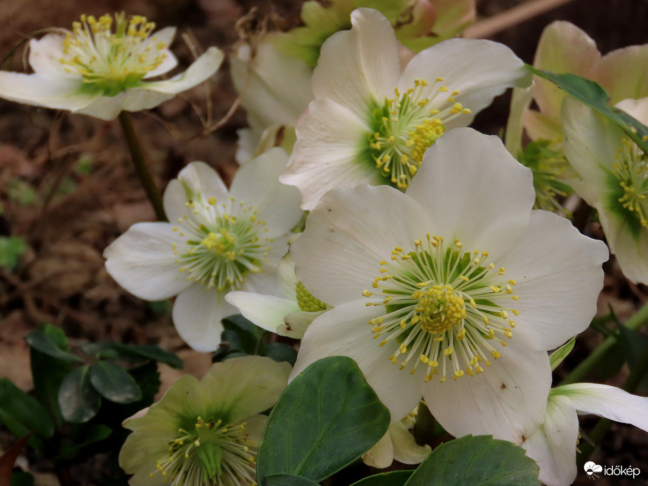 A lakótelep virágai: Hunyor