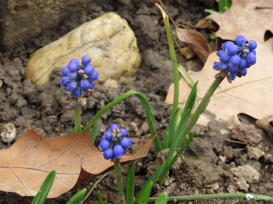 A lakótelep virágai: Gyöngyike