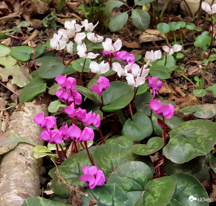 A lakótelep virágai: Ciklámen