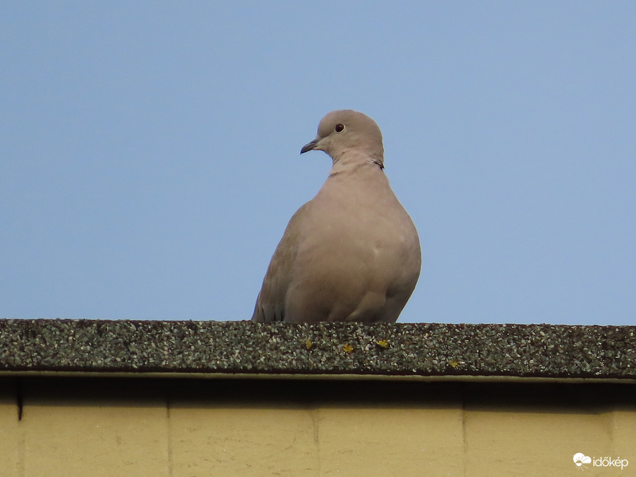 Balkáni gerle