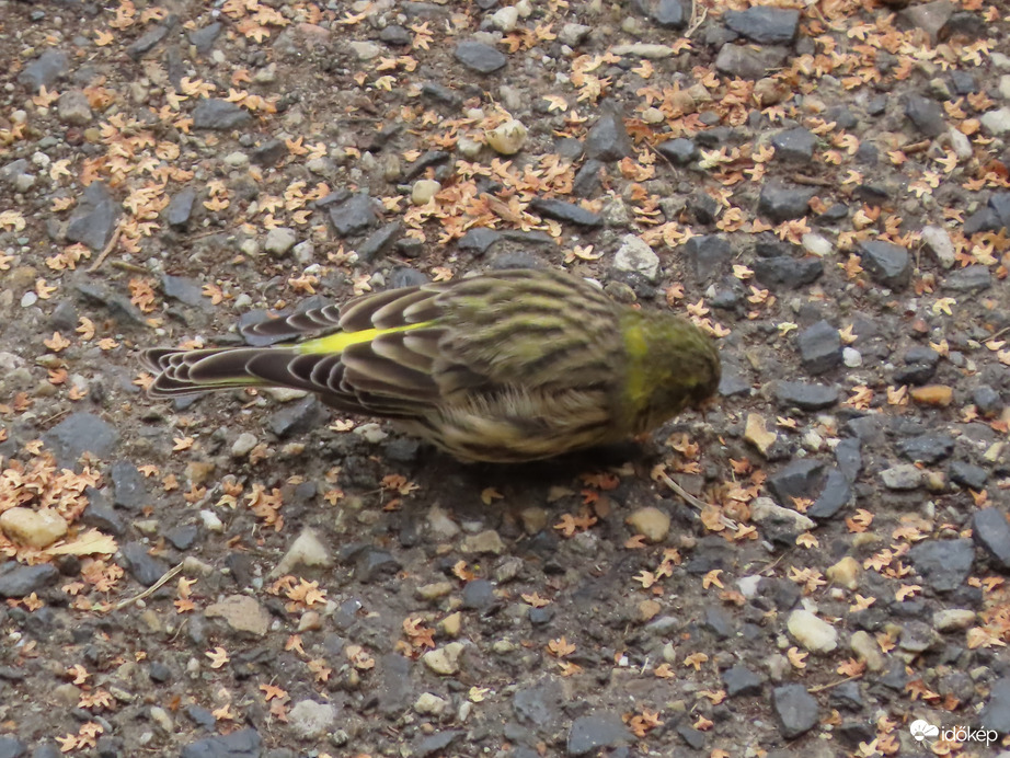 A járdán is találok csipegetni valót