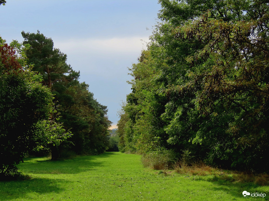 Lombhullatók és örökzöldek