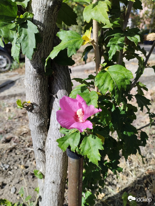 Az utolsó lovag.