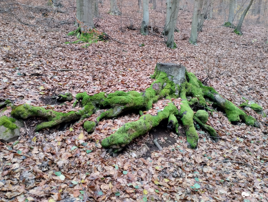 Zöld ruhában