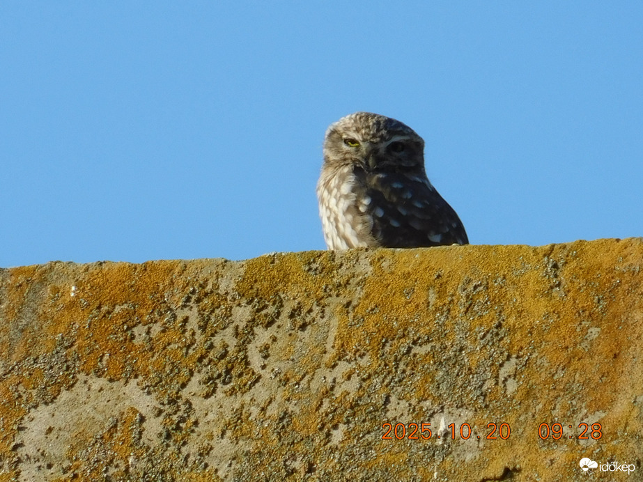 Ma reggel már nagyon hideg volt.