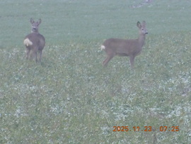 Köszönjük a fotót ebben a ködös időben. De sietnünk kell mert 8 óra után már jönnek a vadászok.