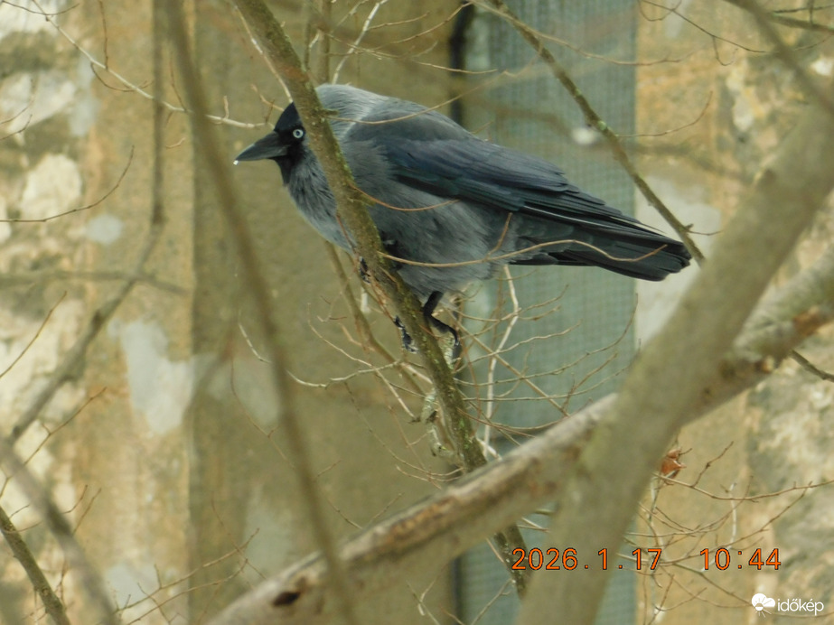 Budapest Margit-sziget. A csóka is várja a finom eledelt.