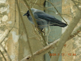 Budapest Margit-sziget. A csóka is várja a finom eledelt.