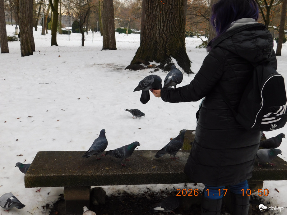 Margit sziget. A két keves galambnak nagyon ízlik kislányom kezéből a finom falat.