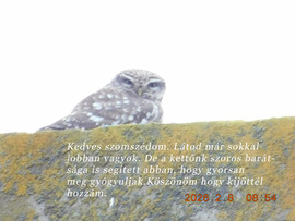 Bóbita már jobban van.