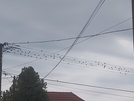 Komlósd