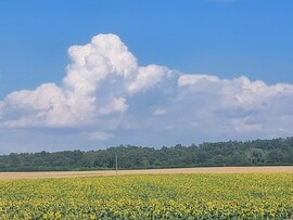 Komlósd