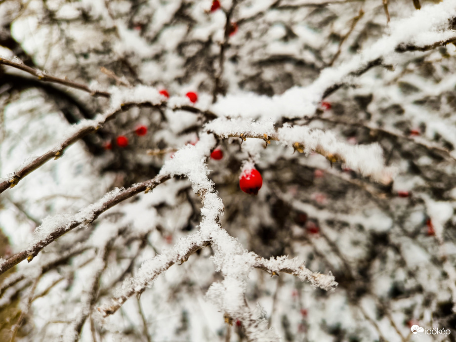 Hó alatt a galagonya 