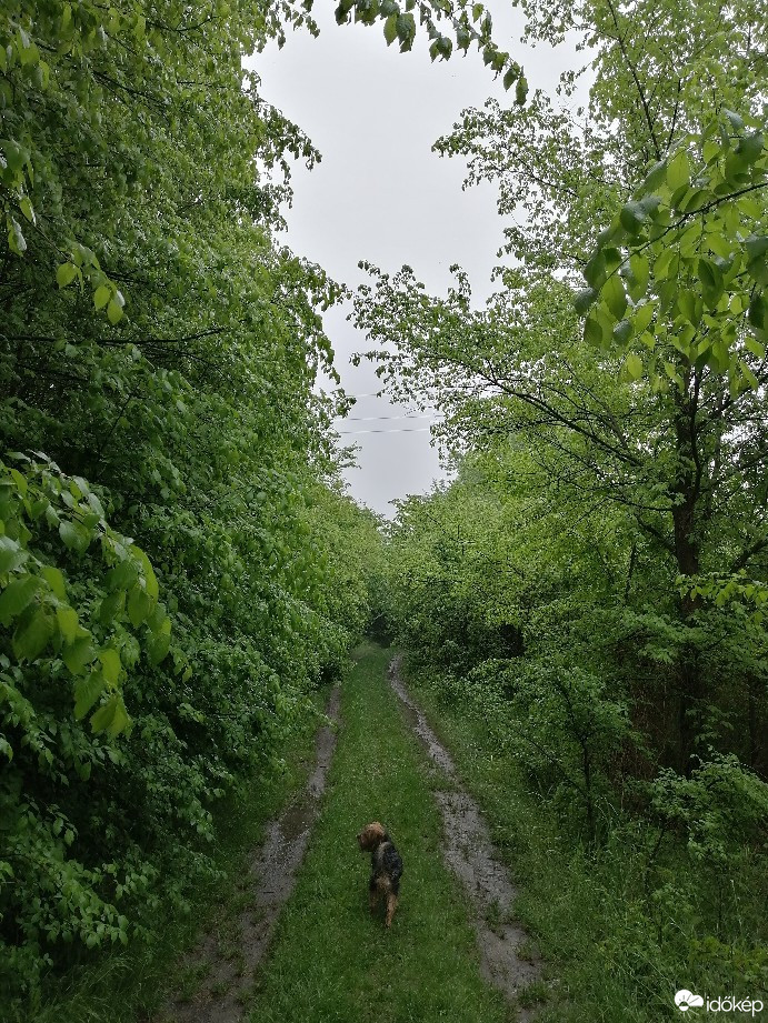 Zámoly