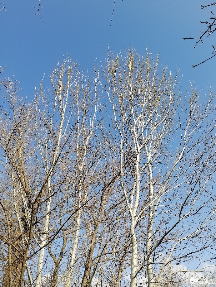 Zámoly