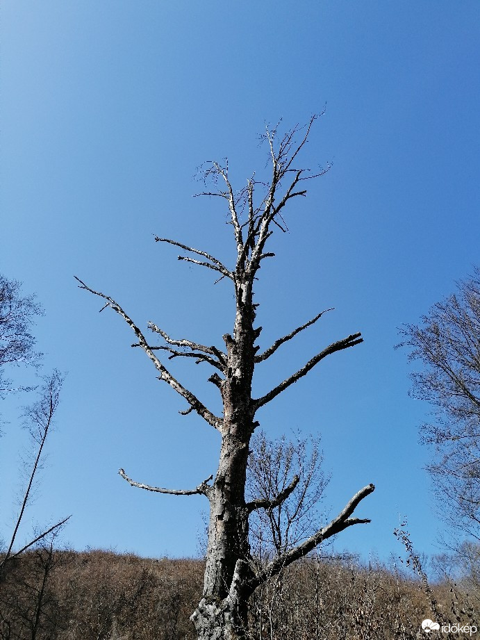 Bakonykoppány